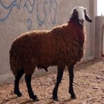 بهترین نژاد گوسفند شال رو خریداری کنید