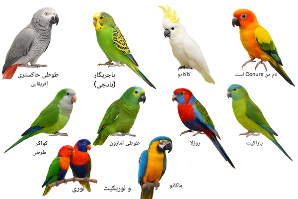 مجموعه‌ای از ۱۰تا بهترین نژاد مختلف طوطی برای نگهداری در خانه، شامل بهترین نژاد طوطی برای نگهداری در خانگی مانند طوطی خاکستری آفریقایی، مرغ عشق، کاکادو، سان کانور، کویکر پاراکیت، آمازون، رزلا، لوری، ماکائو و پاراکیت