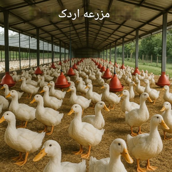 تصویر مزرعه پرورش اردک در فضای باز با اردکهای سفید و آبخوریهای قرمز در سالن بزرگ