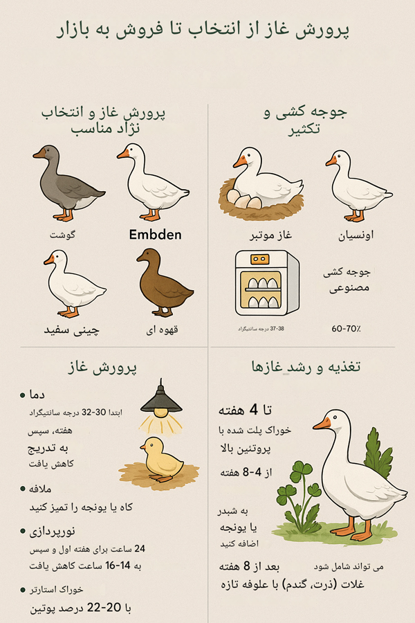 مراحل پرورش غاز شامل انتخاب نژاد، جوجهکشی، تغذیه، مراقبت بهداشتی و فروش محصولات در قالب اینفوگرافیک آموزشی فارسی