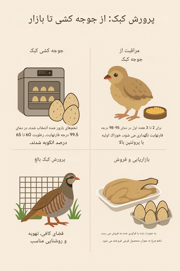 مراحل پرورش کبک شامل جوجه کشی، مراقبت از جوجه ها، پرورش کبک بالغ و بازاریابی و فروش با طراحی ساده و متن فارسی کم