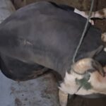 یک راس گاو نر