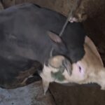 یک راس گاو نر