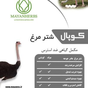 کوپال، مکمل گیاهی موثر در افزایش ایمنی و رشد شترمرغ