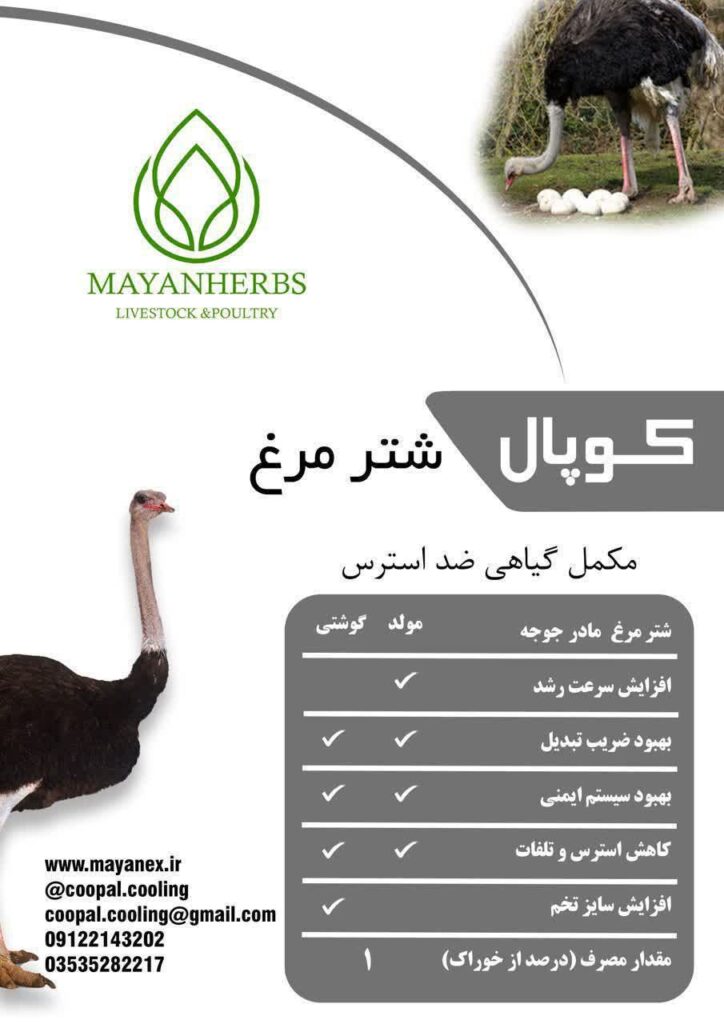 کوپال، مکمل گیاهی موثر در افزایش ایمنی و رشد شترمرغ