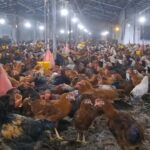 فروش نیمچه مرغ و خروس گلپایگانی