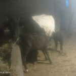 گاو گوساله ویک عدد دوگه همون گاو