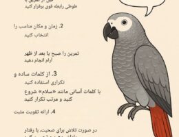 با آموزش حرف زدن به طوطی ها و تمرین‌های مداوم، این پرندگان می‌توانند کلمات و صداهای انسانی را تقلید کنند.