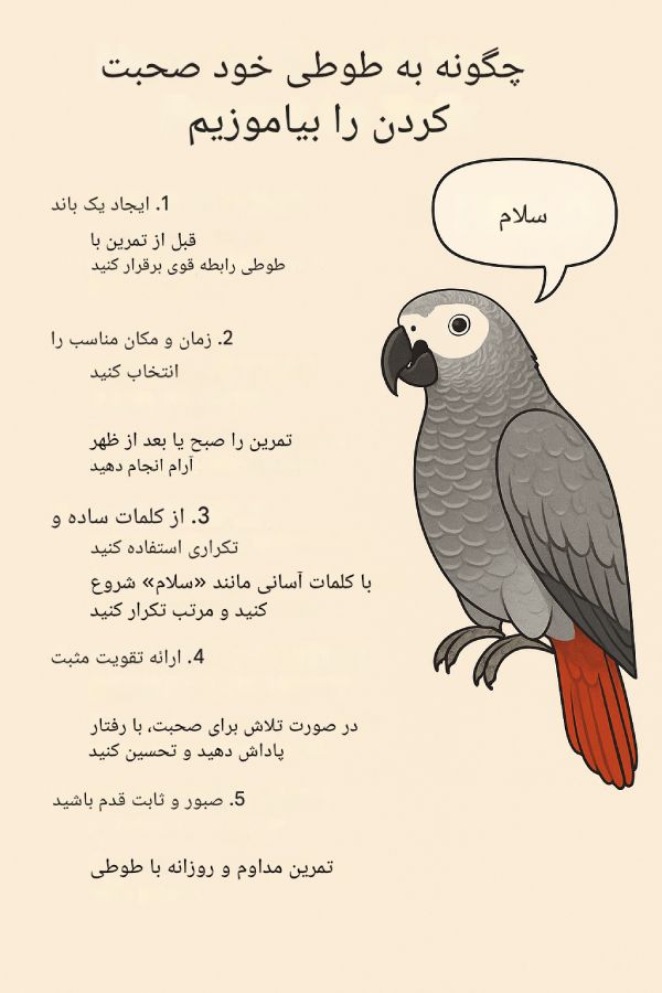 با آموزش حرف زدن به طوطی ها و تمرین‌های مداوم، این پرندگان می‌توانند کلمات و صداهای انسانی را تقلید کنند.