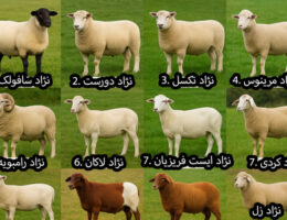 تصویر ده نژاد گوسفند شامل: سافولک، دورست، تکسل، مرینوس، رامبویه، لاکان، ایست فریزیان، زل، افشاری و کردی که روی زمین چمنی ایستاده‌اند و زیر هرکدام نام نژادشان به انگلیسی نوشته شده است. نژادها شامل گوسفندان گوشتی، شیری، پشمی و بومی ایرانی هستند.
