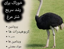 برای رشد سریع شترمرغ، باید از جیره‌های غنی از پروتئین و ویتامین‌ها استفاده کرد. این تغذیه مناسب باعث تقویت سیستم ایمنی و تسریع در رشد می‌شود.