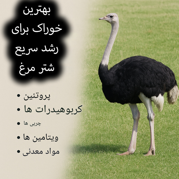 برای رشد سریع شترمرغ، باید از جیره‌های غنی از پروتئین و ویتامین‌ها استفاده کرد. این تغذیه مناسب باعث تقویت سیستم ایمنی و تسریع در رشد می‌شود.