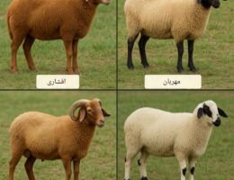 تصویری از چهار نژاد گوسفند ایرانی شامل افشاری، مهربان، قزل و کردی، که ویژگی‌های منحصر به فرد هرکدام به وضوح قابل مشاهده است. این نژادها به عنوان بهترین نژادهای گوسفند برای پرواربندی در ایران شناخته می‌شوند و به دلیل تولید گوشت با کیفیت و سرعت رشد بالا، در صنعت دامداری کشور کاربرد زیادی دارند.