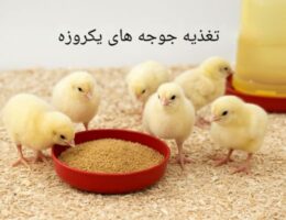تصویری از تغذیه ی جوجه‌های یک روزه که در حال مصرف غذای مخصوص هستند.