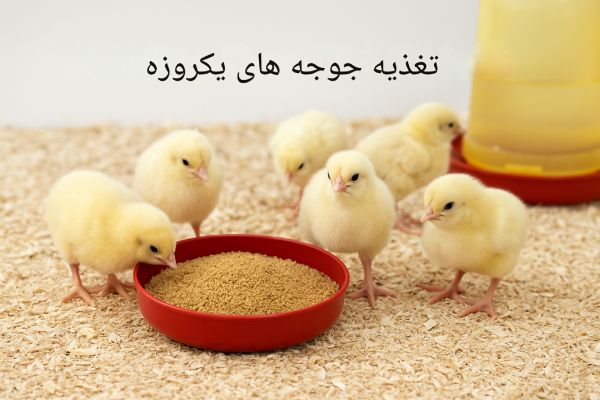 تصویری از تغذیه ی جوجه‌های یک روزه که در حال مصرف غذای مخصوص هستند.