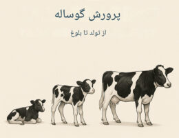 تصویر یک گوساله شیری تازه متولد شده در کنار مادرش در مزرعه، جلد راهنمای «راهنما پرورش گوساله شیری از تولد تا بلوغ» را نمایش می‌دهد.