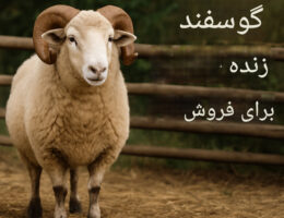 یک قوچ بالغ و قوی با پشم ضخیم و شاخ‌های بزرگ پیچ‌خورده در مزرعه‌ای ایستاده است. در کنار تصویر، عبارت «فروش گوسفند زنده» به زبان فارسی نوشته شده است.