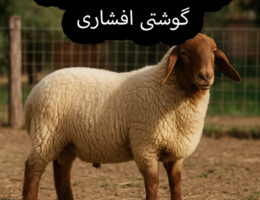 تصویر گوسفند زنده گوشتی افشاری، همراه با جزئیات مربوط به ویژگی‌های این نژاد و قیمت روز آن در بازار.