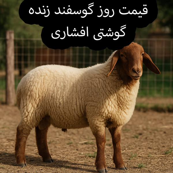 تصویر گوسفند زنده گوشتی افشاری، همراه با جزئیات مربوط به ویژگی‌های این نژاد و قیمت روز آن در بازار.