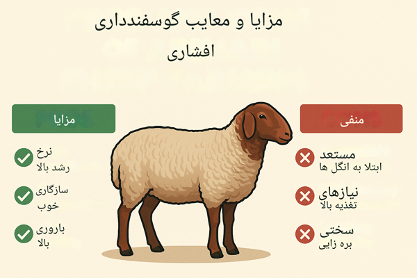 تصویر مربوط به بررسی مزایا و معایب پرورش گوسفند افشاری در صنعت دامداری ایران.