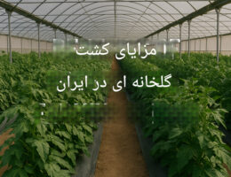 مزایای کشت گلخانه‌ای در ایران شامل بهره‌وری بالا در استفاده از منابع، افزایش تولید در مناطق با کمبود آب، و امکان کشت در تمامی فصول سال است. این روش علاوه بر افزایش درآمد کشاورزان، به بهبود کیفیت و کمیت محصولات کشاورزی نیز کمک می‌کند.