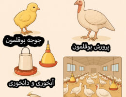 پرورش بوقلمون گوشتی از جوجه تا کشتار شامل جوجه بوقلمون، بوقلمون بالغ، تجهیزات خوراک‌دهی و سالن پرورش طیور.