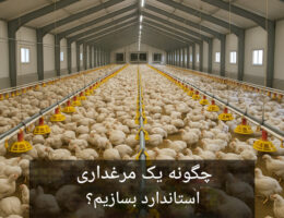 تصویر داخل یک سالن مرغداری استاندارد با تجهیزات کامل شامل تهویه، نورپردازی و سیستم آبخوری و دانخوری پیشرفته.