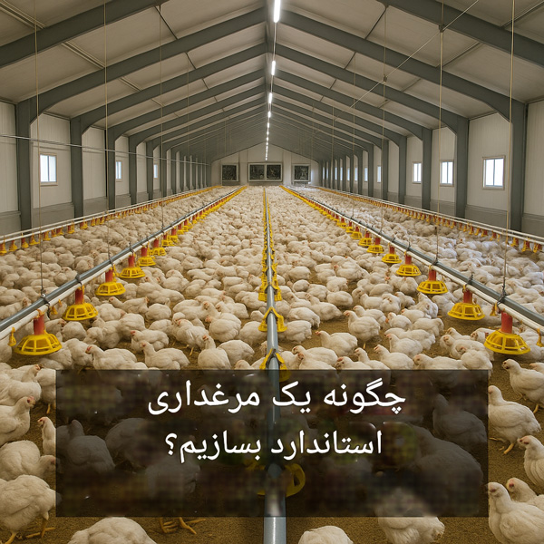 تصویر داخل یک سالن مرغداری استاندارد با تجهیزات کامل شامل تهویه، نورپردازی و سیستم آبخوری و دانخوری پیشرفته.