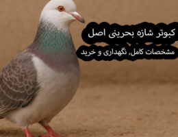 کبوتر شازده بحرینی اصل، نژادی با پرهای درخشان و نقش‌های خاص از منطقه بحرین است که به‌خاطر زیبایی و آرامش ذاتی‌اش مورد توجه قرار می‌گیرد. این کبوترها به‌خوبی با محیط سازگار شده و برای پرورش‌دهندگان پرندگان زینتی بسیار ارزشمند هستند.