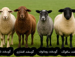 چهار گوسفند سنگین وزن برای پروار از نژادهای شال، افشاری، رومانوف و سافولک که در فضای باز کنار هم ایستاده‌اند.