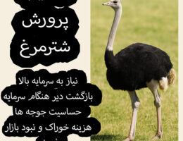 پرورش شترمرغ به دلیل نیاز به فضای گسترده و سرمایه‌گذاری اولیه بالا، برای برخی افراد ممکن است دشوار و پرهزینه باشد. همچنین، مدیریت و مراقبت تخصصی این پرنده از دیگر چالش‌های این کسب‌وکار است.