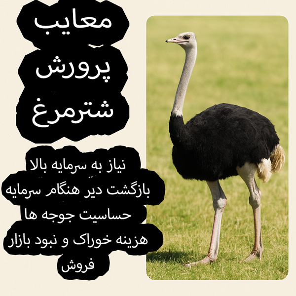 پرورش شترمرغ به دلیل نیاز به فضای گسترده و سرمایه‌گذاری اولیه بالا، برای برخی افراد ممکن است دشوار و پرهزینه باشد. همچنین، مدیریت و مراقبت تخصصی این پرنده از دیگر چالش‌های این کسب‌وکار است.