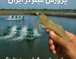 پرورش میگو در ایران؛ فرصتی اقتصادی در مناطق ساحلی برای تأمین غذای دریایی و صادرات پایدار.