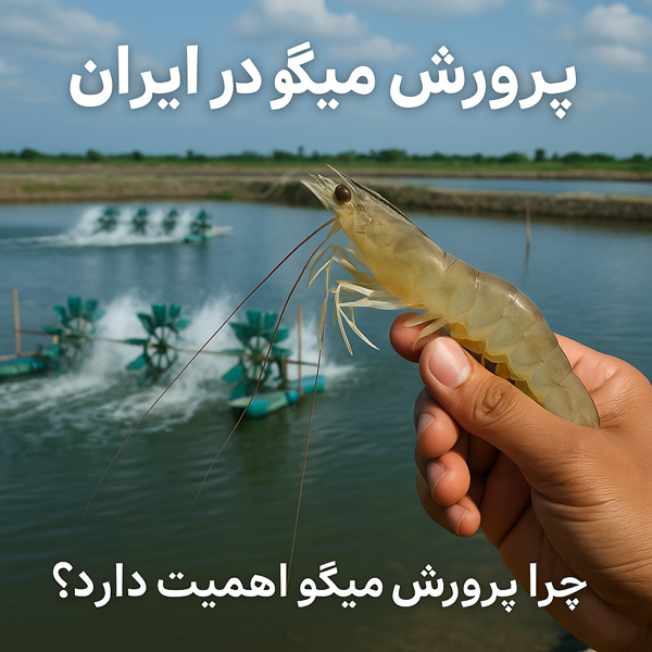 پرورش میگو در ایران؛ فرصتی اقتصادی در مناطق ساحلی برای تأمین غذای دریایی و صادرات پایدار.