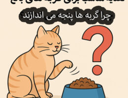 چرا گربه ها پنجه می اندازند؟ دلایل مختلفی از جمله حفظ سلمت پنجه ها, رفتار طبیعی و... می باشد