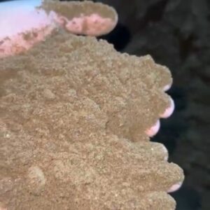 پودرماهی جنوب شهری