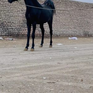 کره نریان دوسال