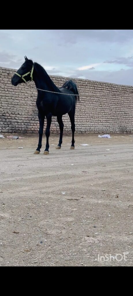 کره نریان دوسال