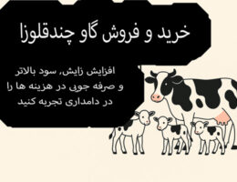 تصویر گاو چندقلوزا به همراه سه گوساله با متن فارسی: خرید و فروش گاو چندقلوزا، افزایش زایش، سوددهی بالا و صرفه‌جویی در دامداری.
