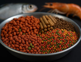 انواع خوراک صنعتی آبزیان شامل پلت و گرانول رنگی برای تغذیه ماهی و میگو در صنعت آبزی‌پروری.