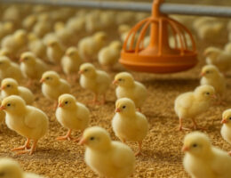 قیمت جوجه گوشتی امروز در بازار ایران – جوجه‌های راس ۳۰۸ در سالن پرورش.