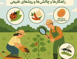 روش‌های طبیعی کنترل مدیریت آفات در مزارع کشاورزی ارگانیک با استفاده از دشمنان طبیعی و کشت تنوع‌پذیر بدون سموم شیمیایی.