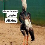 لاری اوشامو آلمانی وارداتی شش دنگ و هفت دنگ