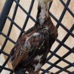 مرغ و خروس نژاد هندی نوک طوطی دم طاووسی
