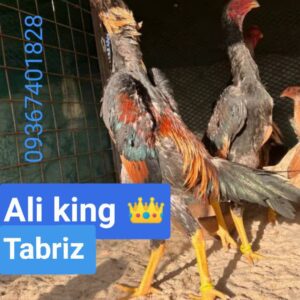 لاری اوشامو آلمانی وارداتی شش دنگ و هفت دنگ
