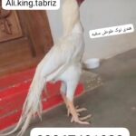 مرغ و خروس نژاد هندی نوک طوطی دم طاووسی