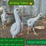 مرغ و خروس نژاد هندی نوک طوطی دم طاووسی