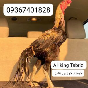 مرغ و خروس نژاد هندی نوک طوطی دم طاووسی