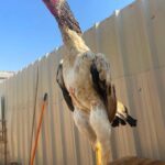 لاری اوشامو آلمانی وارداتی شش دنگ و هفت دنگ