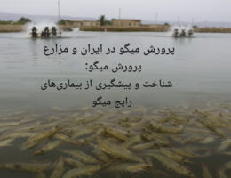 میگوهای پرورشی در استخر، نشان‌دهنده پرورش میگو در ایران و مراکز پرورش میگو و اهمیت شناخت بیماری‌های رایج میگو.